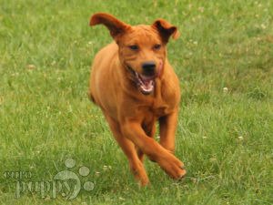Labrador Retriever cachorro