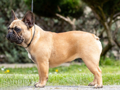 Bulldog Francés cachorro