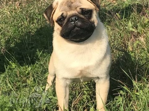 Pug puppy