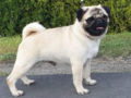 Pug puppy