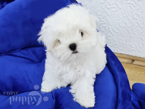 Maltese puppy
