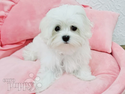 Maltese puppy for sale