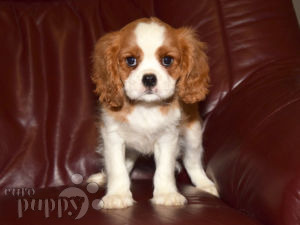 Cavalier King Charles Spaniel puppy
