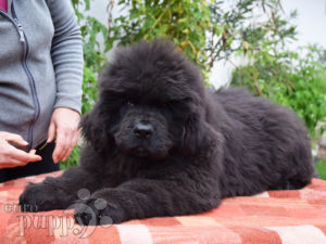 Newfoundland Puppies For Sale | Euro Puppy