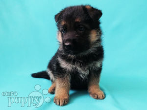 Deutscher Schäferhund Welpen