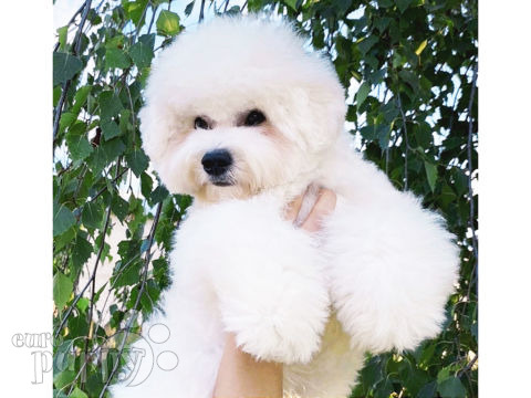 Bichon Frise Welpen