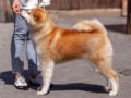 Akita Inu puppy