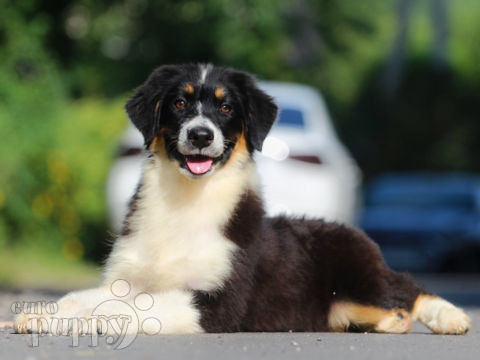 Australian Shepherd Welpen