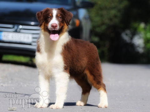 Australian Shepherd puppy