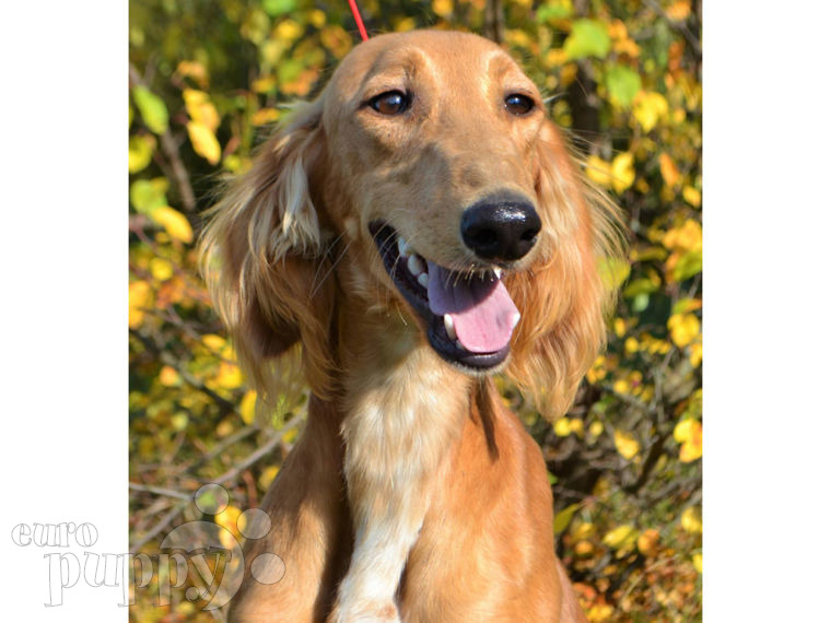 Saluki puppy