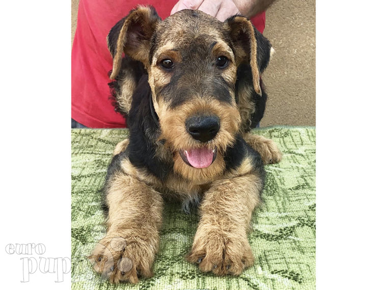 Airedale Terrier Welpen