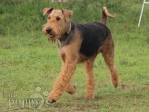 Airedale Terrier Puppies For Sale Euro Puppy