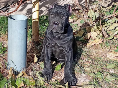 Muscular #Cane #Corso #Mastiff / #dog #Italian #Mastiff #canine #cute # corsos