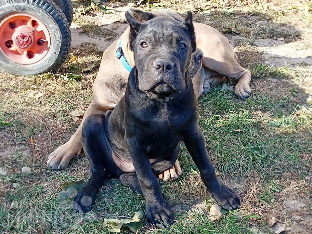 Cane Corso Europe / Cane Corso breeder / Cane Corso puppies