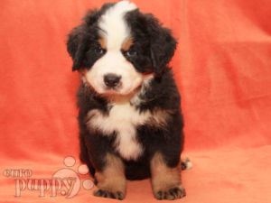 Perro de Montana Barnés cachorro en venta