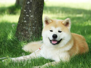 Akita Inu cachorro