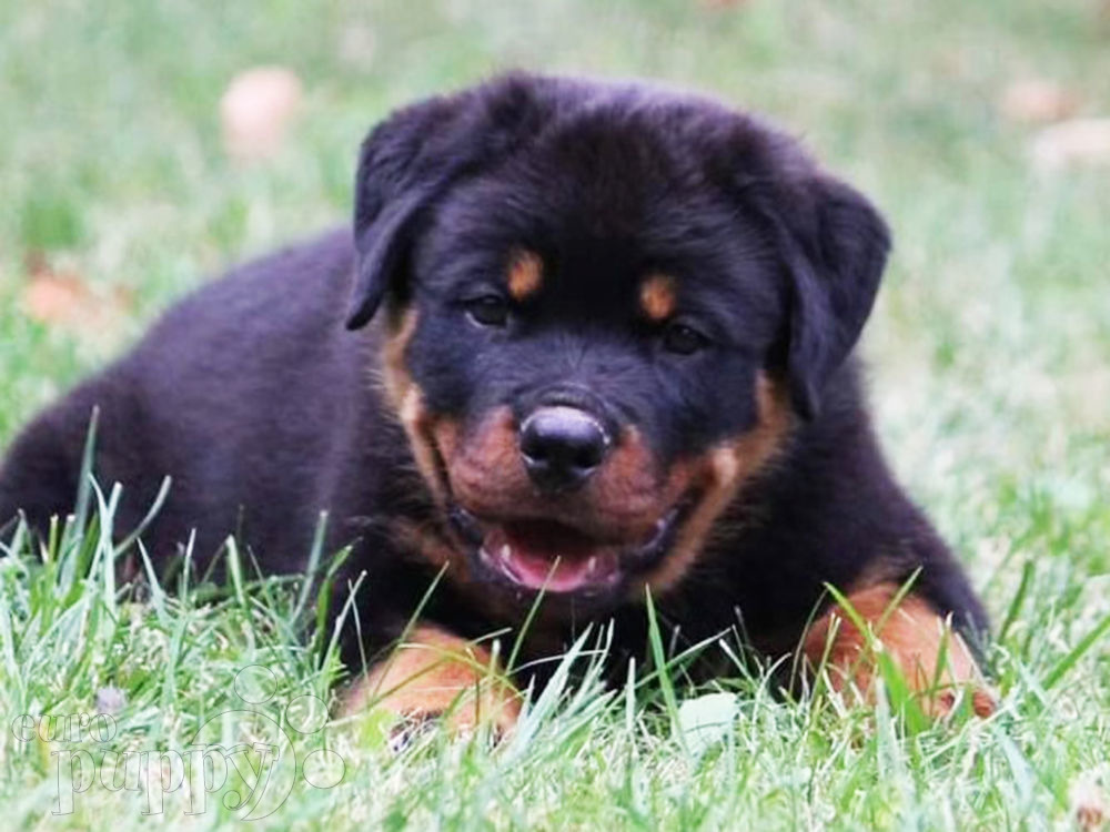 Rottweiler Puppies For Sale | Euro Puppy