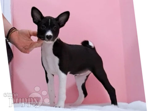 Basenji puppy