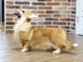 Welsh Corgi puppy for sale