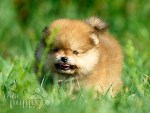 Pomeranian puppy