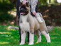 Akita Americano cachorro