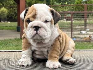 Englische Bulldogge Welpen