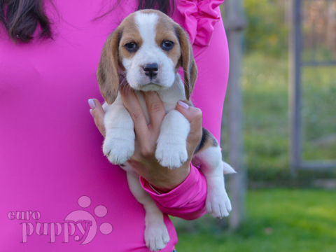 Beagle puppy