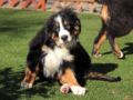 Bernese Mountain Dog puppy for sale