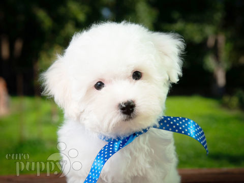 Bichon Frise Welpen