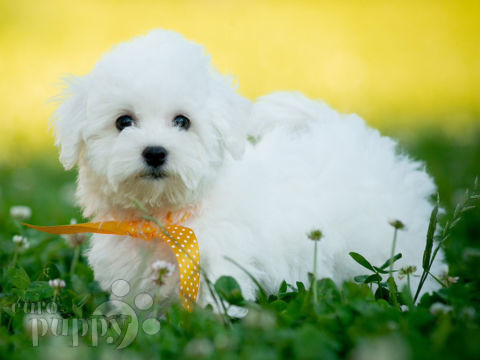 Bichon Frise puppy