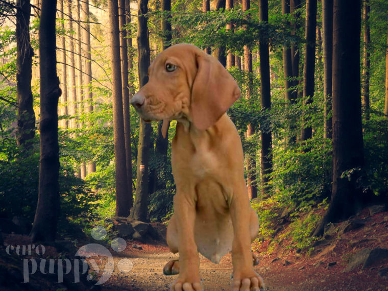 Vizsla welpen kaufen