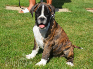 Boxer puppy