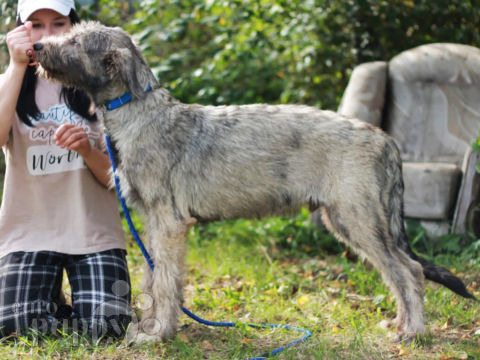 Irish Wolfhound puppy