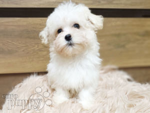 Havanese puppy for sale