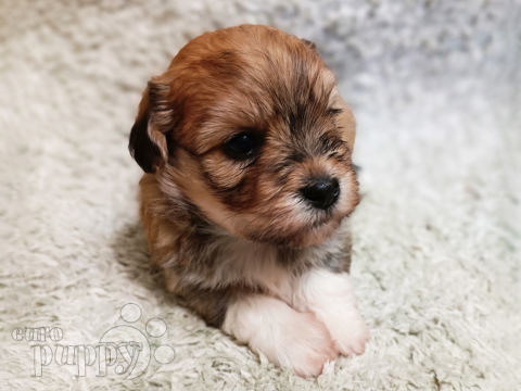 Bichón Habanero cachorro