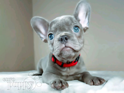 Bulldog Francés cachorro