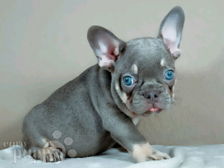 Französische Bulldogge Welpen