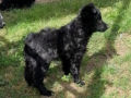 Mudi puppy for sale