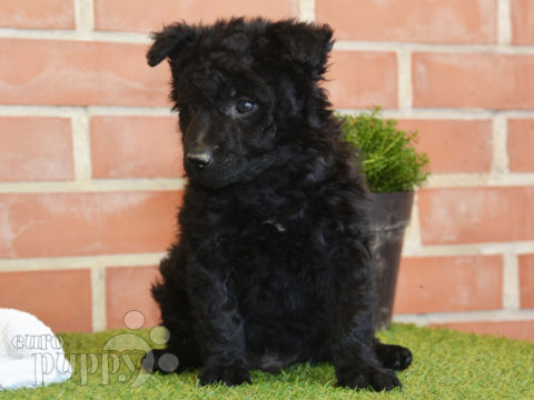 Mudi puppy for sale