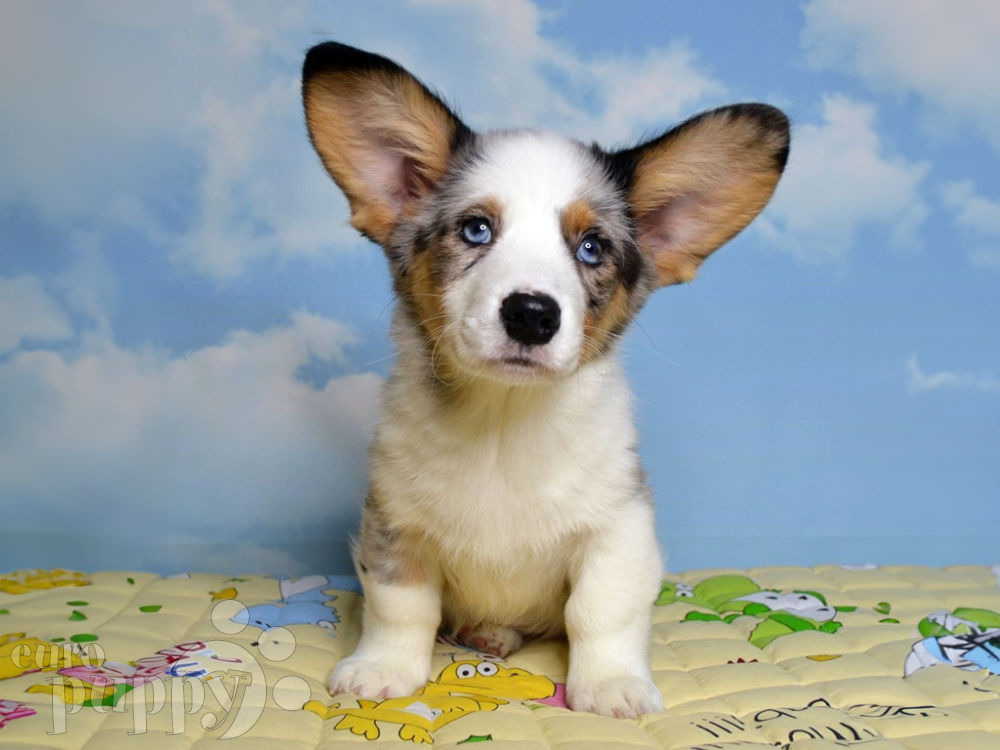 Three Pembroke Welsh Corgi Sitting On Jigsaw Puzzle by Mixa