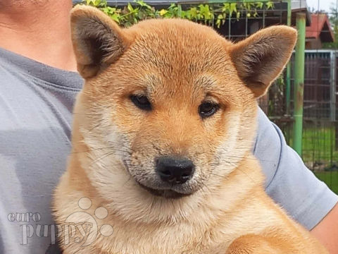 Shiba Inu Welpen