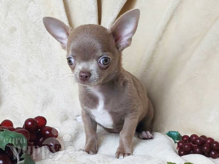 Chihuahua cachorro