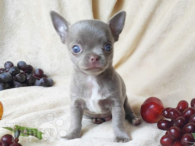 Chihuahua Welpen