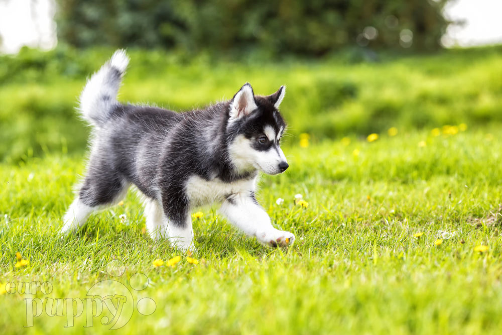 Siberian Huskies as Guide Dogs!