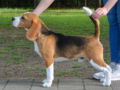 Beagle cachorro