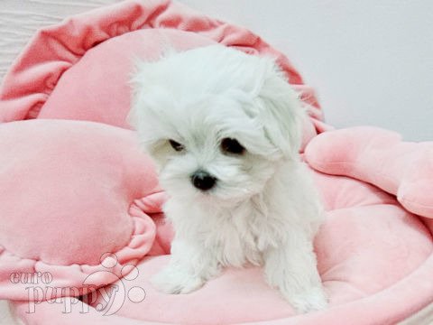 Maltese puppy