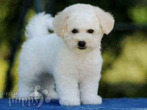 Bichon Frise Puppies For Sale | Euro Puppy