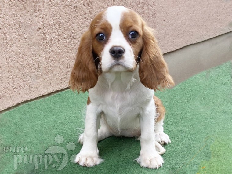 Cavalier King Charles Spaniel welpen kaufen