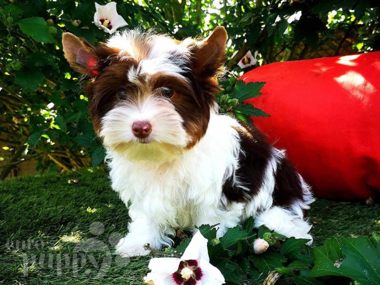 Biewer Yorkie puppy