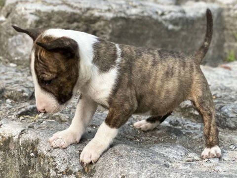 Miniature Bullterrier puppy